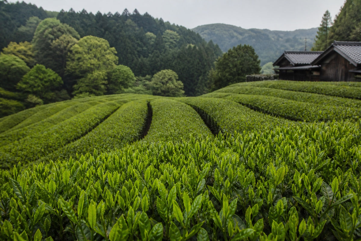 Representative tea fields in Uji, Kyoto Prefecture, Japan
