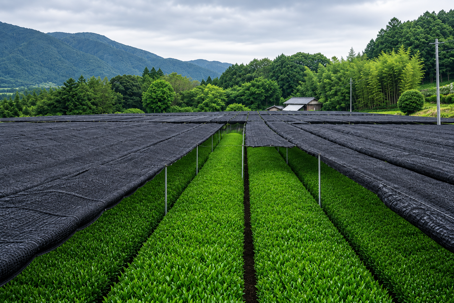 Shade-grown tea fields in Uji, Japan